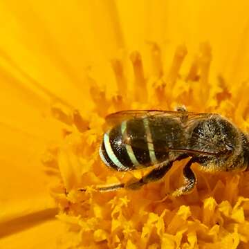 Image of Four-banded Nomia