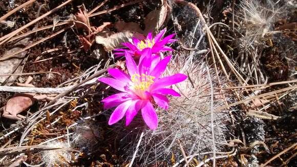 Image of Mammillaria deherdtiana subsp. dodsonii (Bravo) D. R. Hunt