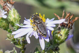 Image of <i>Asemosyrphus polygrammus</i>