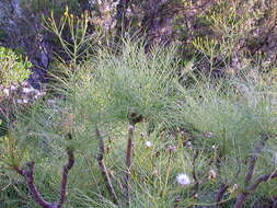 Imagem de Sonchus wildpretii U. & A. Reifenberger