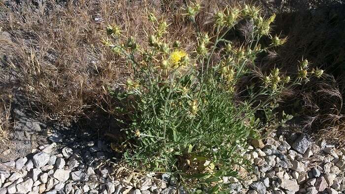 Image of Centaurea salonitana Vis.