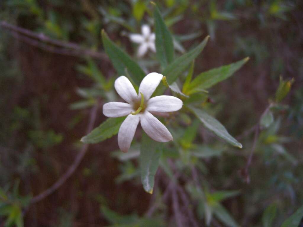 Image of Heterophyllaea pustulata Hook. fil.