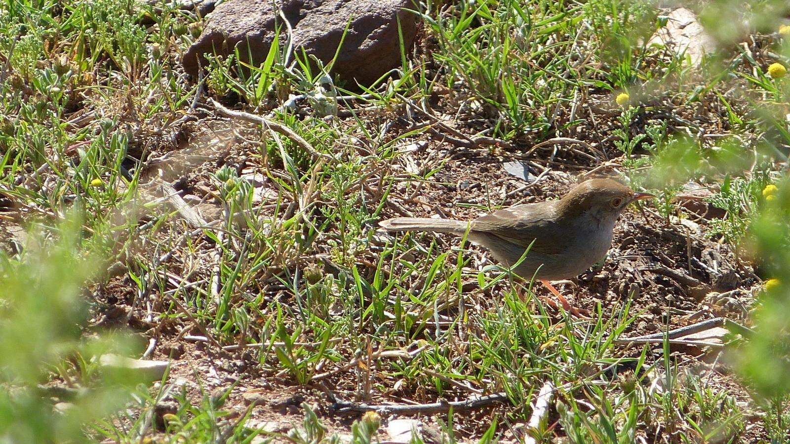 Imagem de Cisticola fulvicapilla fulvicapilla (Vieillot 1817)