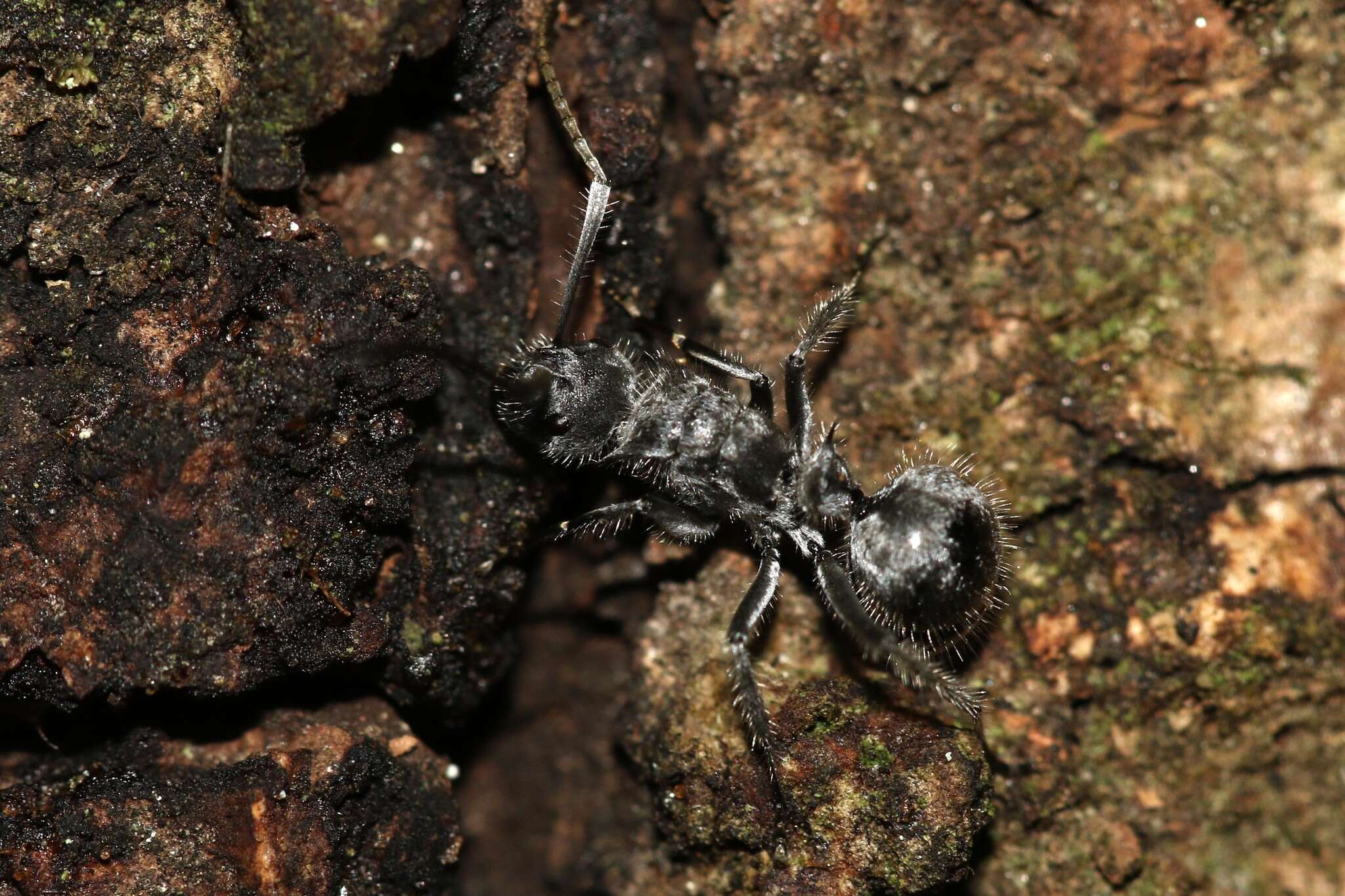 Image of Polyrhachis medusa Forel 1897