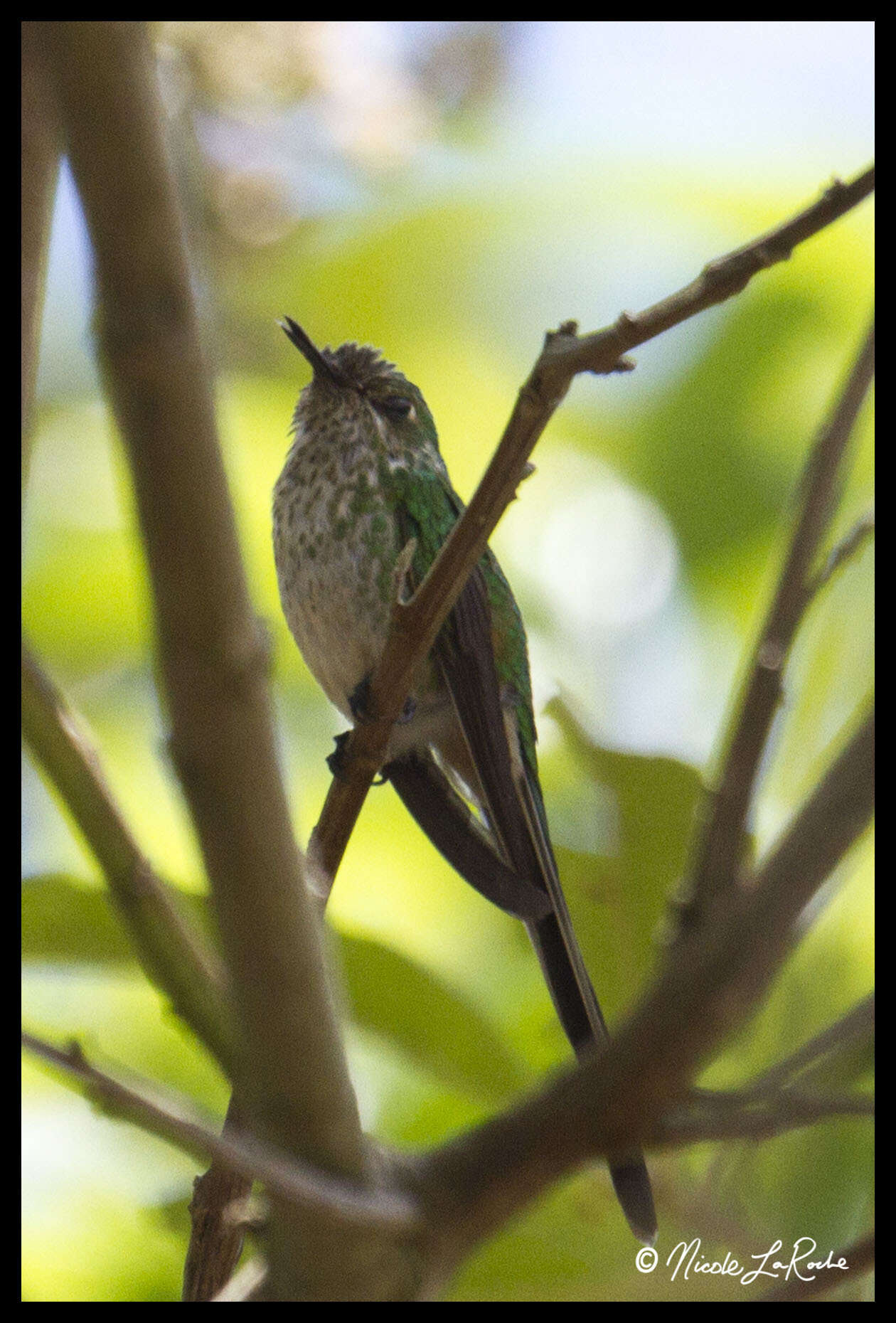 Image of Green-tailed Trainbearer