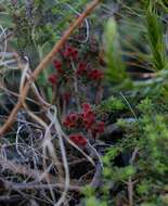 Image of bloodbell heath