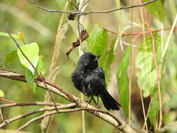 Image of Black Flower-piercer
