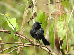 Image de Percefleur noir