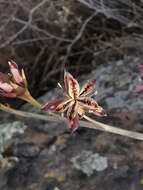 Image of Pachyphytum compactum Rose