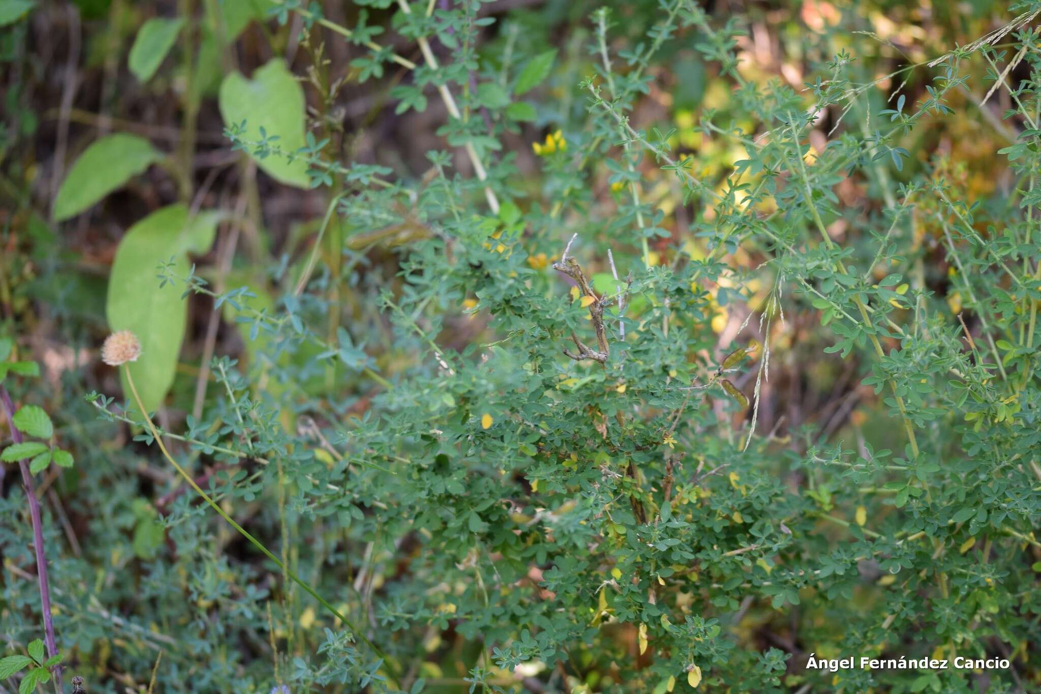 Image of Adenocarpus complicatus (L.) Gay