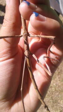 Image of Ctenomorpha marginipennis Gray & G. R. 1833