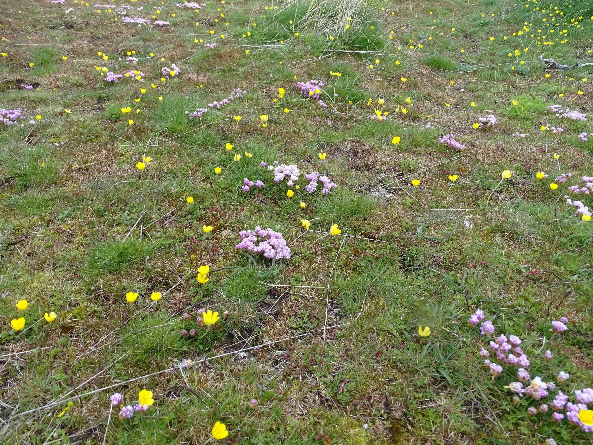 صورة Armeria caespitosa (Ortega) Boiss.