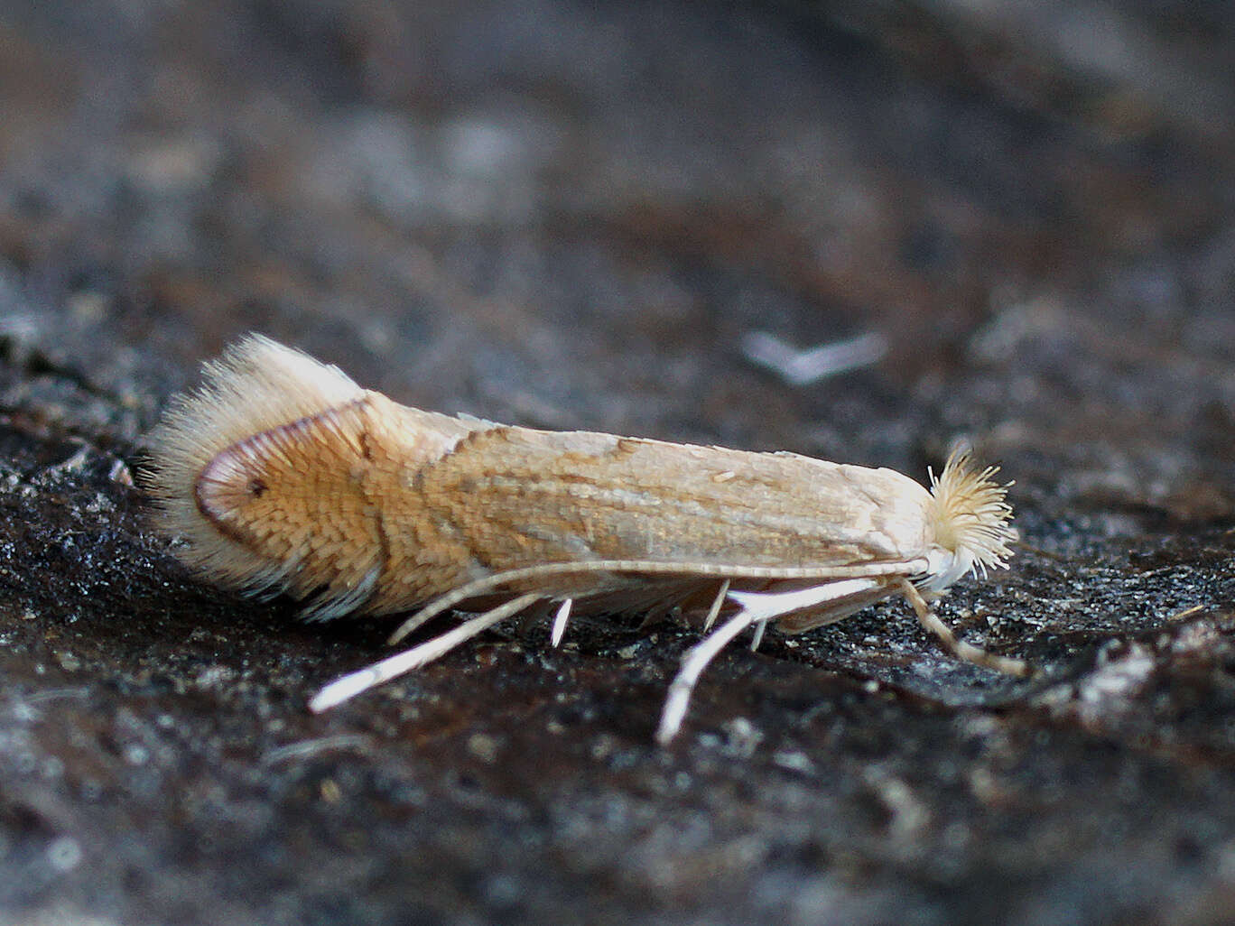 Phyllonorycter quercifoliella (Zeller 1839)的圖片