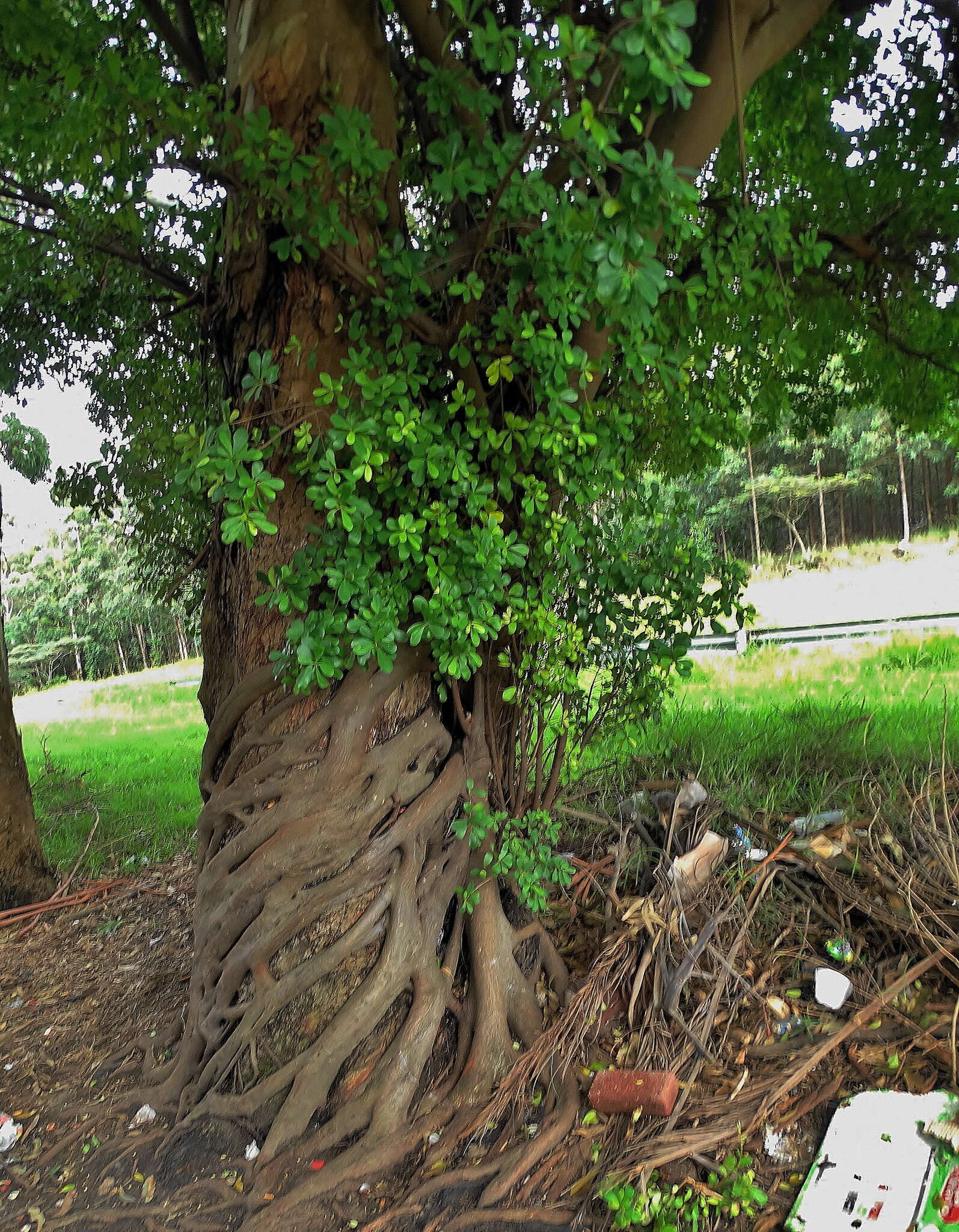 Image of Bark Cloth Fig