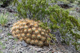 Image of Echinopsis candicans (Gillies ex Salm-Dyck) D. R. Hunt