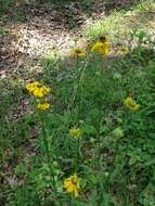 Image of Oldfield Sneezeweed