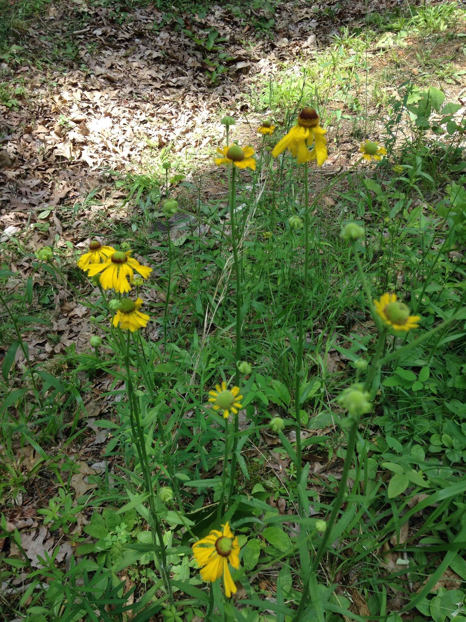 Image of Oldfield Sneezeweed