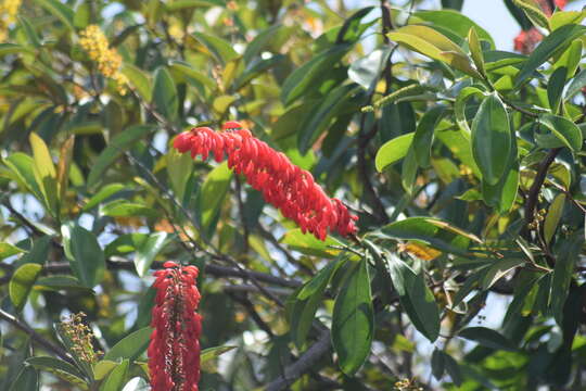 Image of Norantea guianensis var. japurensis (Mart.) G. L. Ferreira