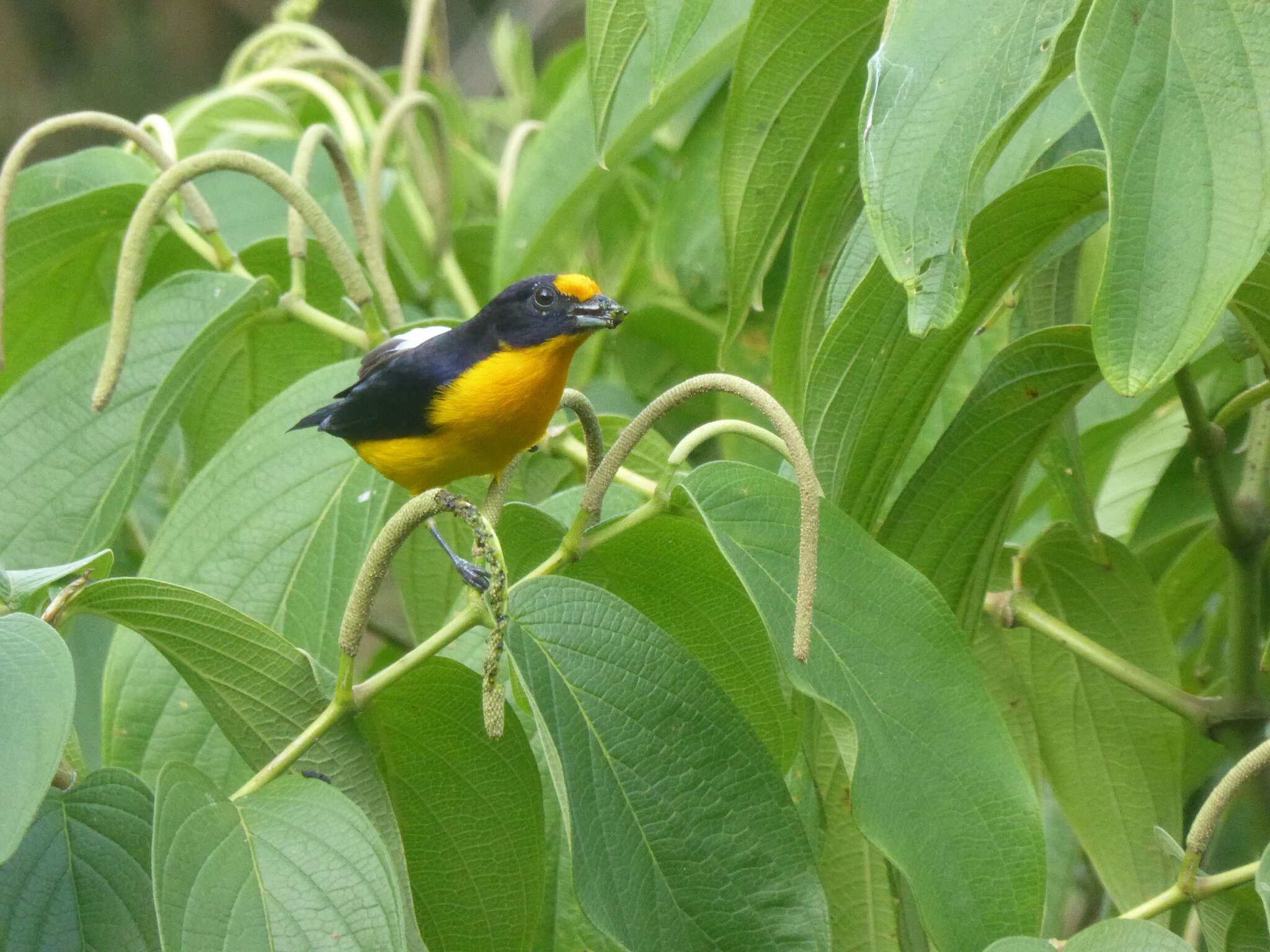 Euphonia violacea (Linnaeus 1758)的圖片