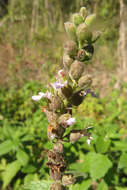 Sivun Teucrium vesicarium Mill. kuva