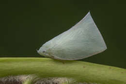 Image of Anaya luteimargo (Walker 1857)
