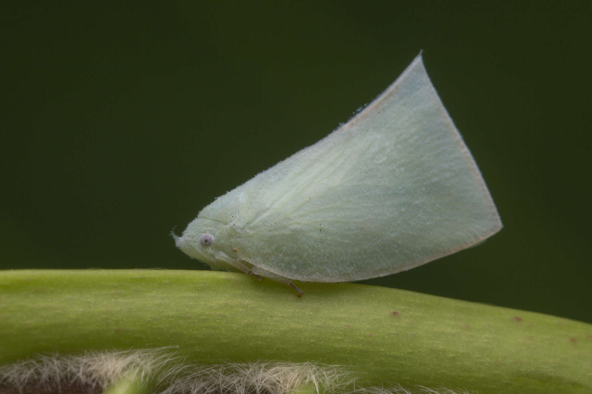 Image of Anaya luteimargo (Walker 1857)