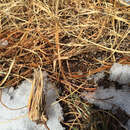 Image of Pine-Barren Sand-Reed