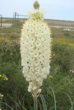 Image of Bulbinella eburniflora P. L. Perry