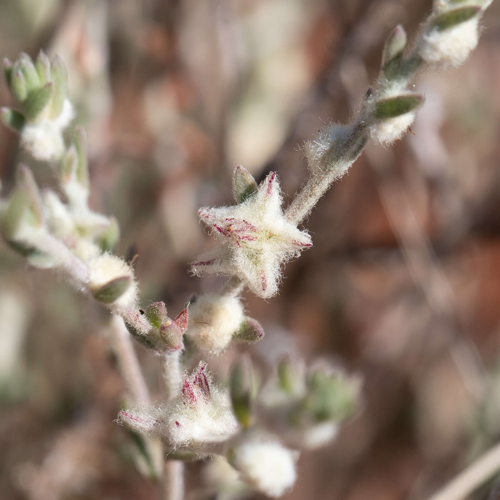 Image of Maireana sclerolaenoides (F. Müll.) P. G. Wilson