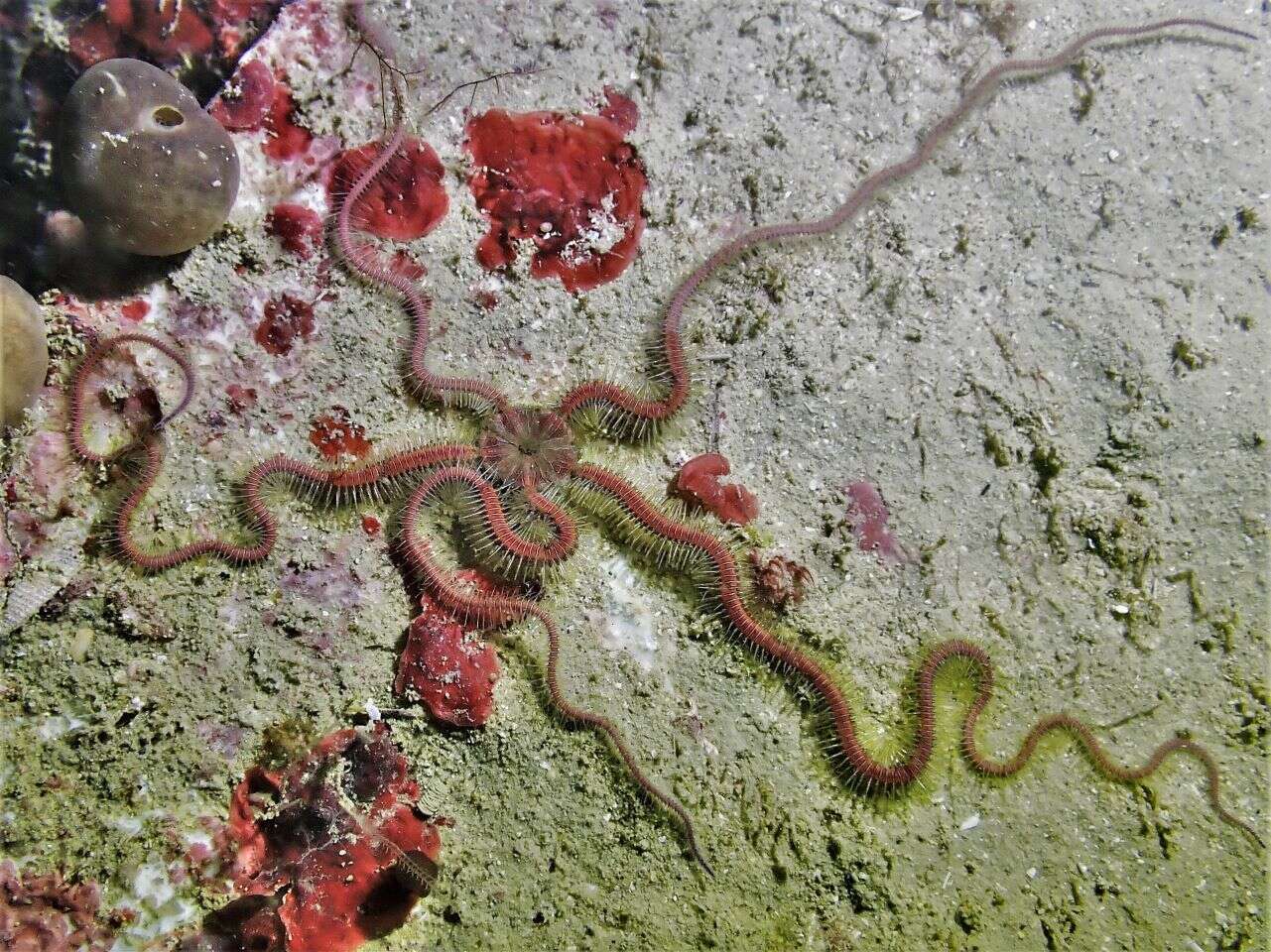 Image of purple-banded brittle star