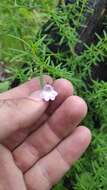 Image of Prostanthera elisabethae B. J. Conn & T. C. Wilson