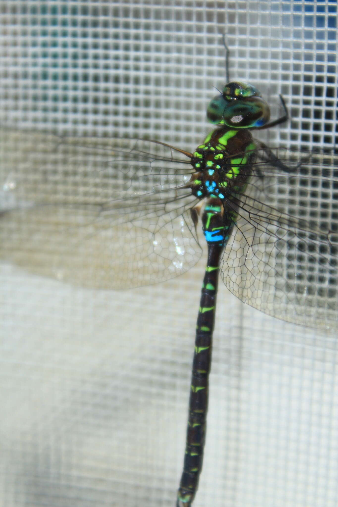 Image of Turquoise-tipped Darner