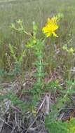 Image de Hypericum myrtifolium Lam.