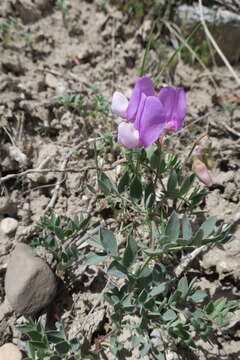 Lathyrus brachycalyx Rydb. resmi