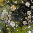 Image of Collema leucocarpum Hook. fil. & Taylor