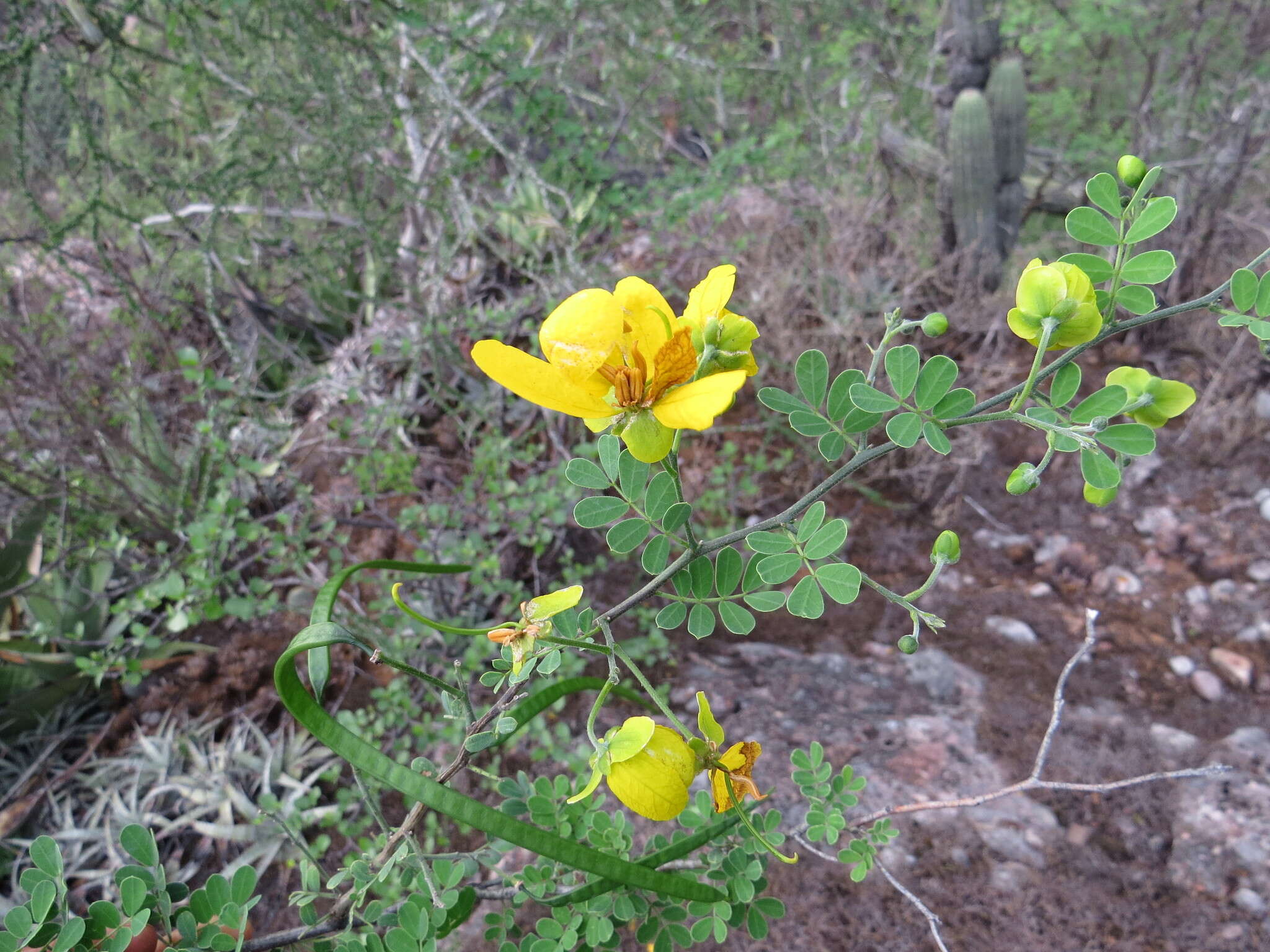 Image of Wislizenus' senna