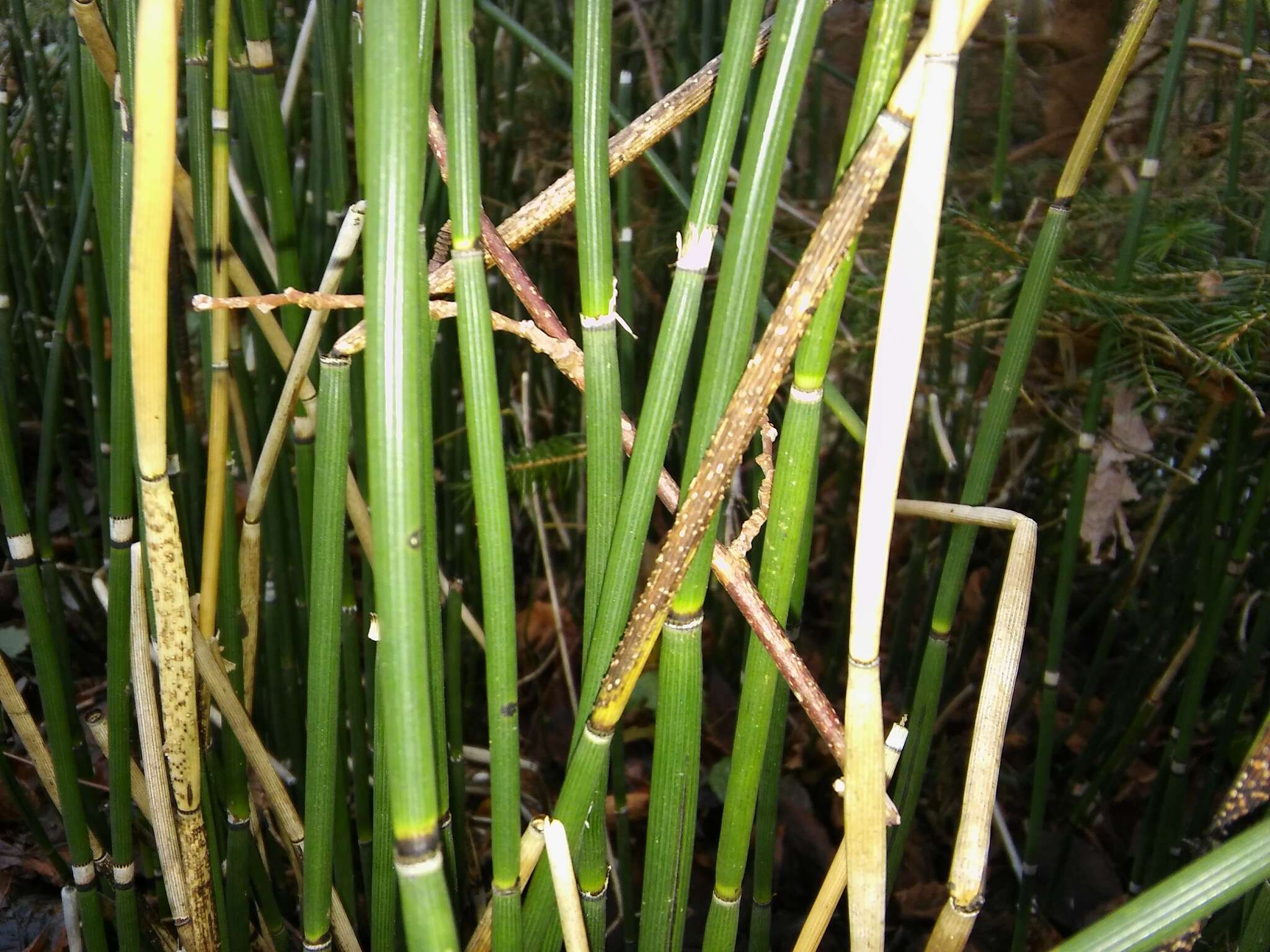 Image of Equisetum hyemale subsp. hyemale