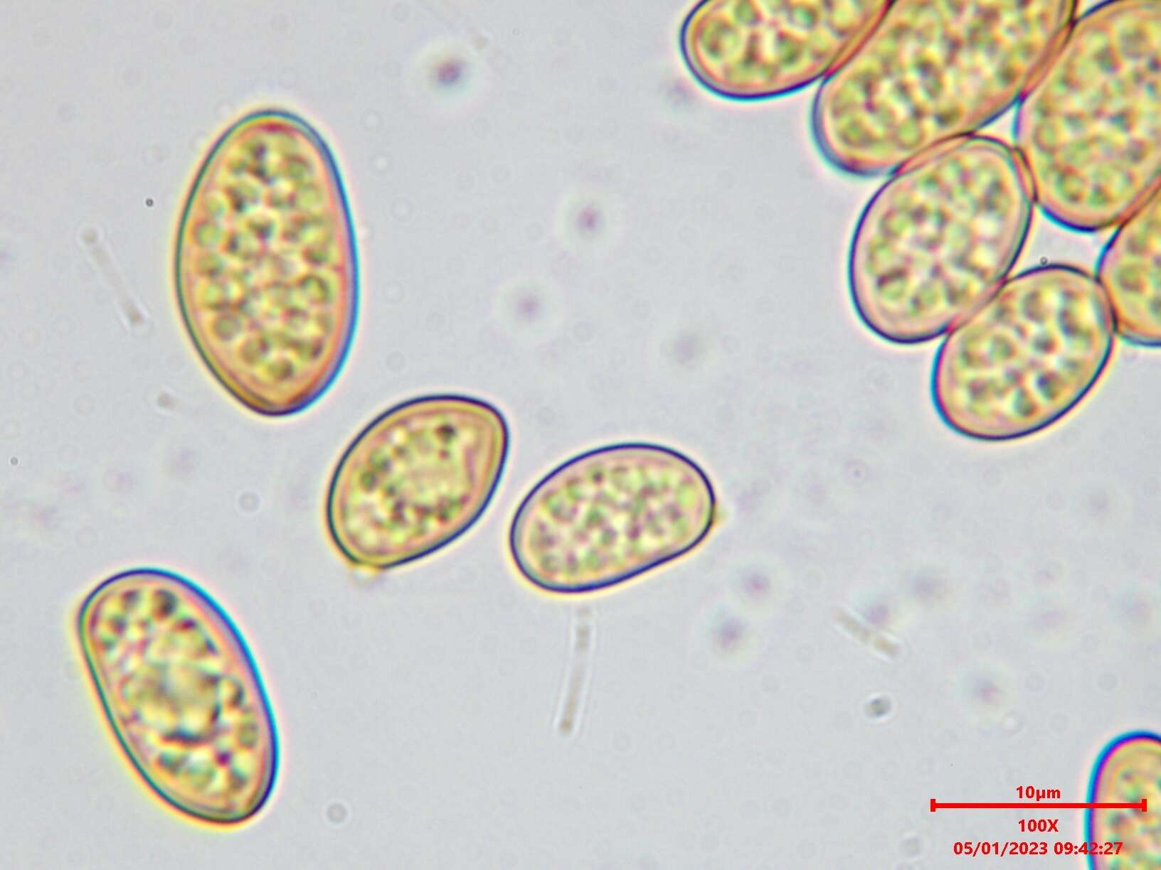 صورة Coniophora arida (Fr.) P. Karst. 1868