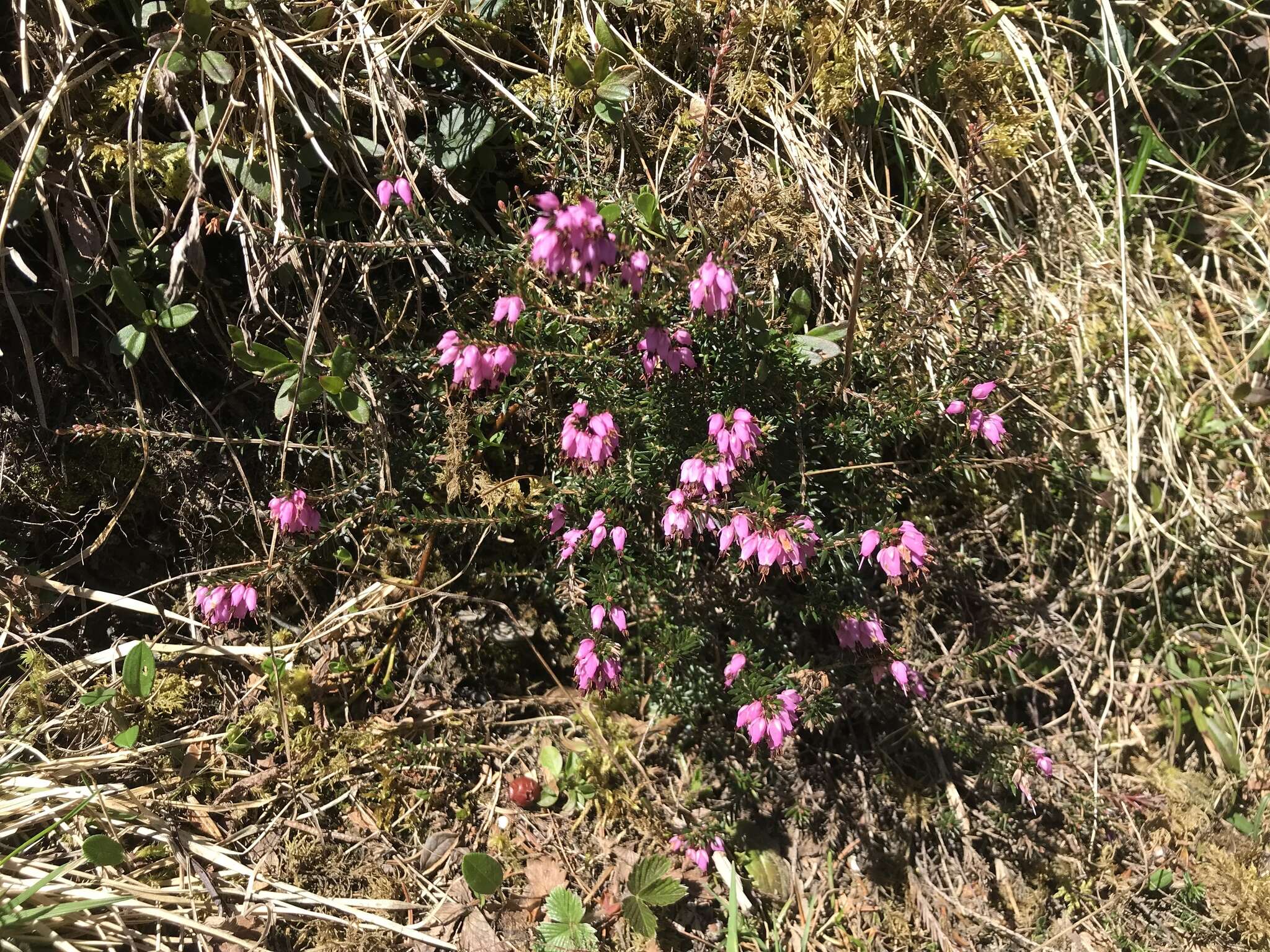 Imagem de Erica carnea L.