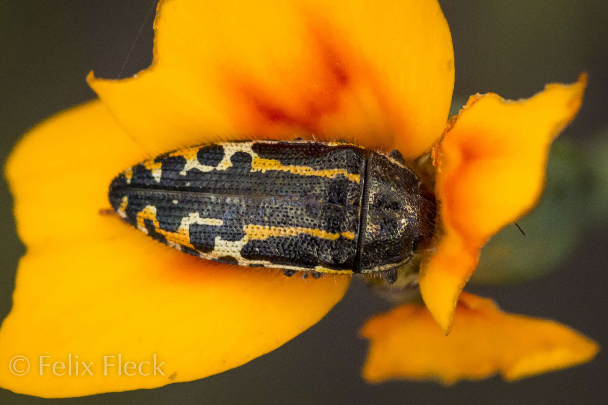 Image of Acmaeodera scalaris Mannerheim 1837