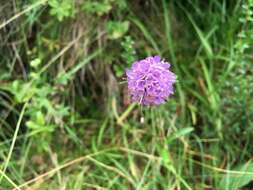 Image of Devil’s Bit Scabious