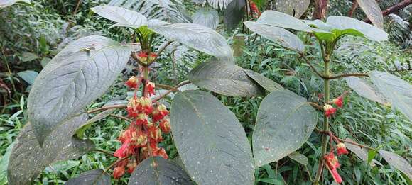 Image of Glossoloma schultzei (Mansf.) J. L. Clark