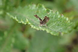 Image of Asterivora colpota Meyrick 1911