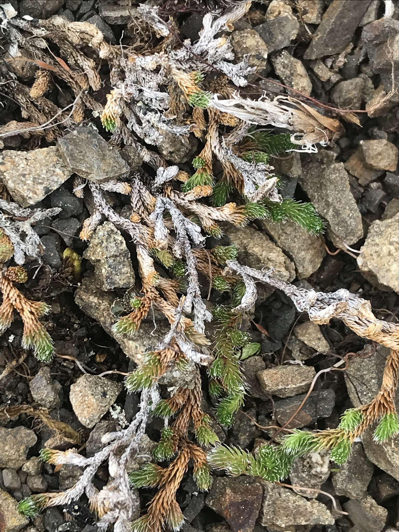 Image of Siberian spikemoss