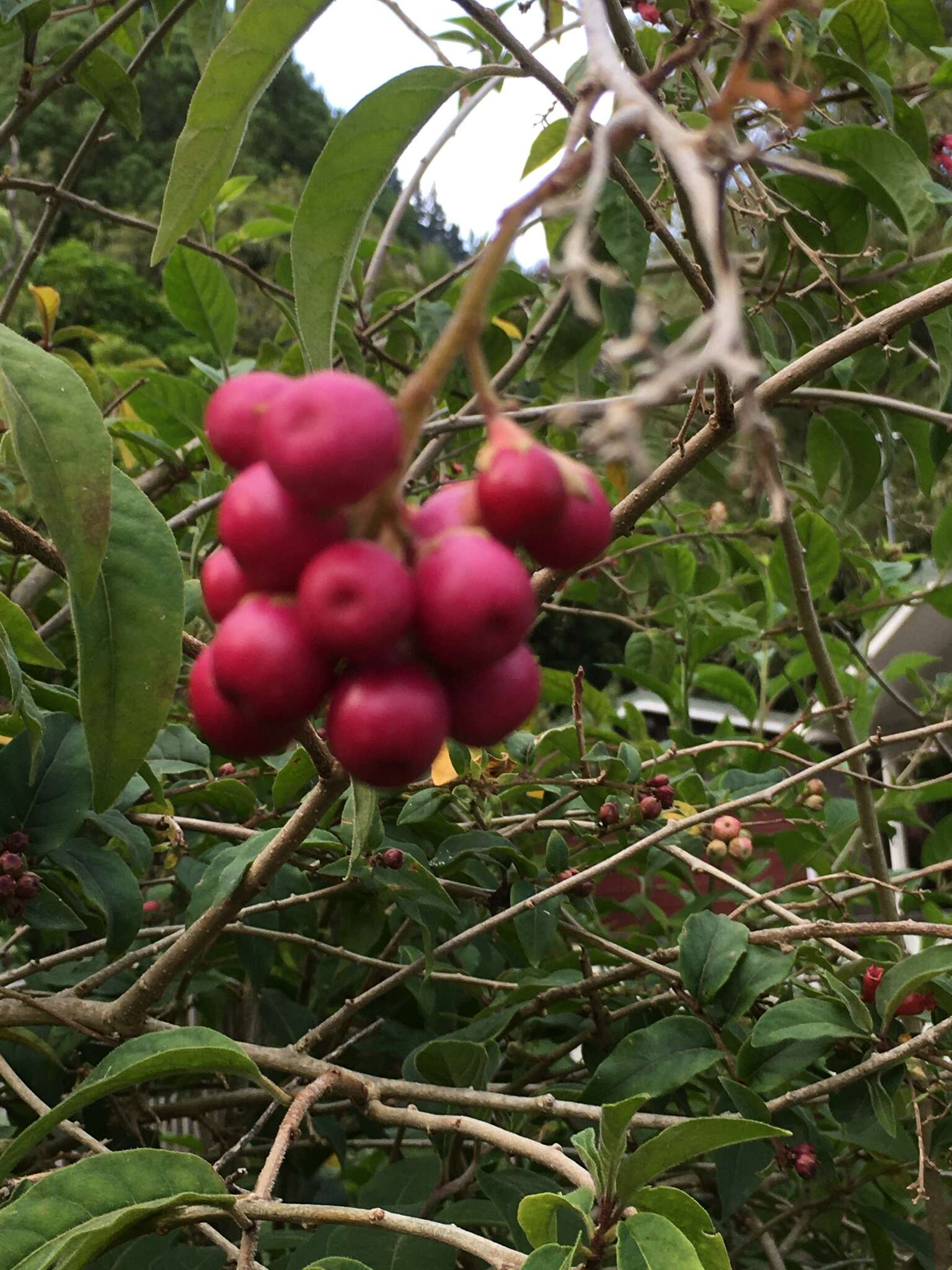 Image of purple cestrum