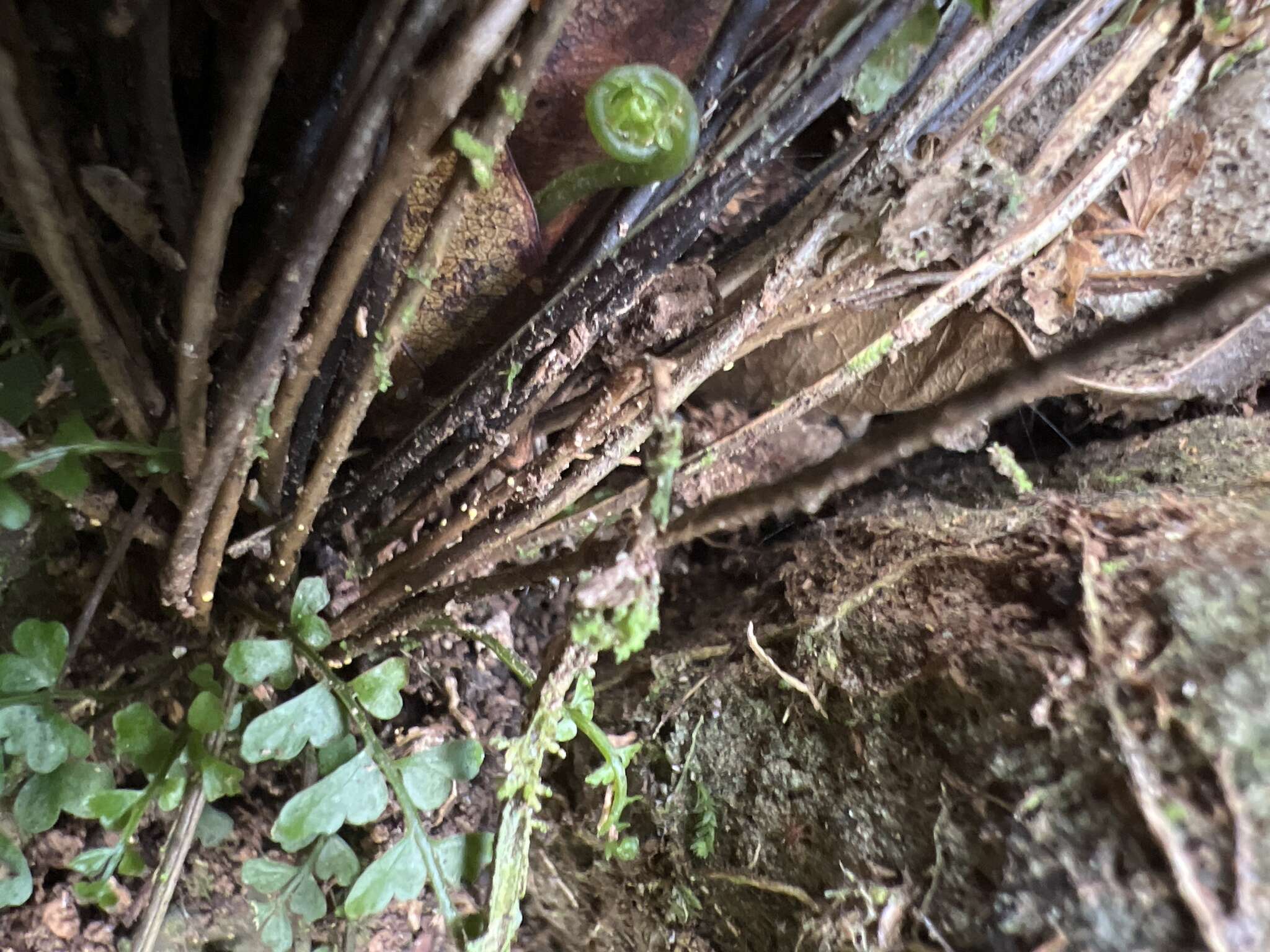 Plancia ëd Asplenium macraei Hook. & Grev.