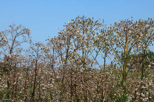 Image of Senecio bonariensis Hook. & Arn.