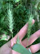 Imagem de Elymus macgregorii R. E. Brooks & J. J. N. Campb.