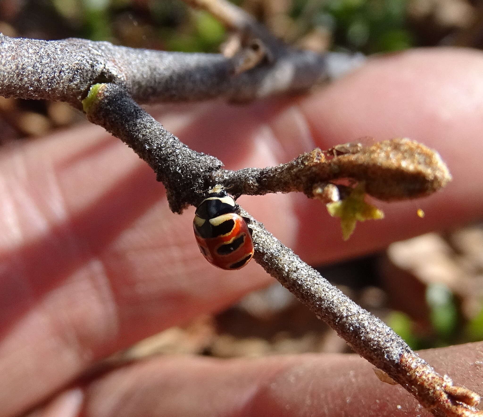 Image of Three-banded Lady Beetle