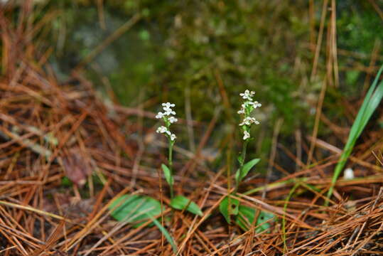 Plancia ëd Platanthera brevicalcarata Hayata